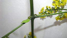 Image of Banisteriopsis nummifera (A. Juss.) B. Gates