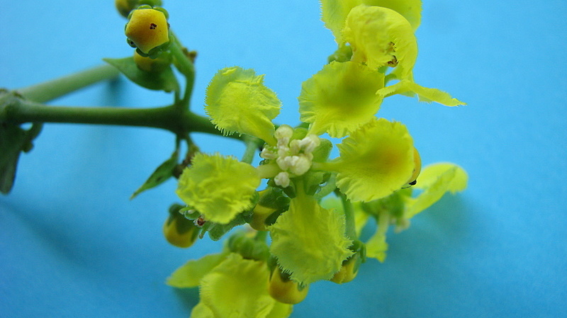 Image of Banisteriopsis nummifera (A. Juss.) B. Gates