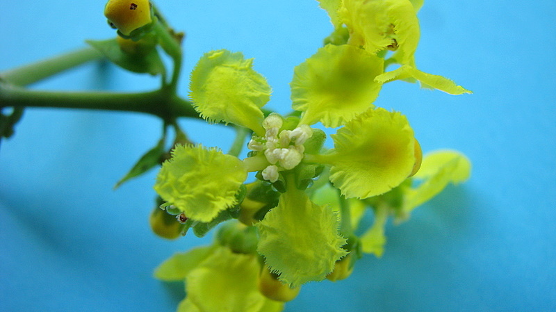 Image of Banisteriopsis nummifera (A. Juss.) B. Gates