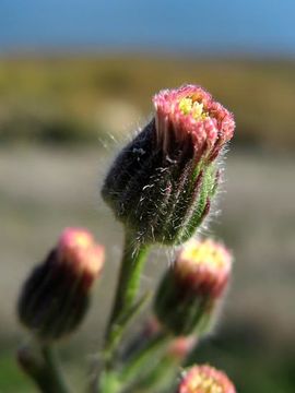 Erigeron bonariensis L. resmi