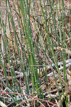 Image of Common Scouring-Rush