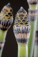 Image of Common Scouring-Rush