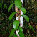 Image of Passiflora contracta Vitta