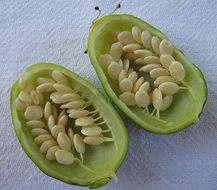 Image of Passiflora contracta Vitta