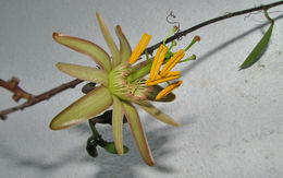 Image of Passiflora contracta Vitta