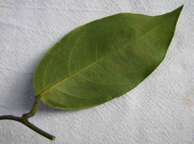 Image of Passiflora contracta Vitta