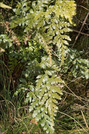 Imagem de Asplenium adiantum-nigrum L.