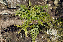 Imagem de Asplenium adiantum-nigrum L.