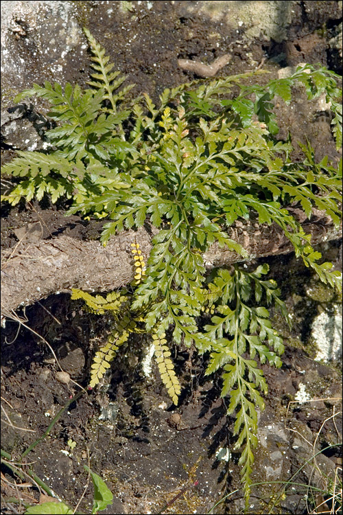 Imagem de Asplenium adiantum-nigrum L.