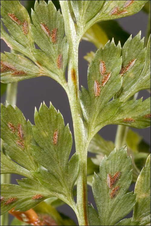 Imagem de Asplenium adiantum-nigrum L.