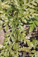 Image of black spleenwort
