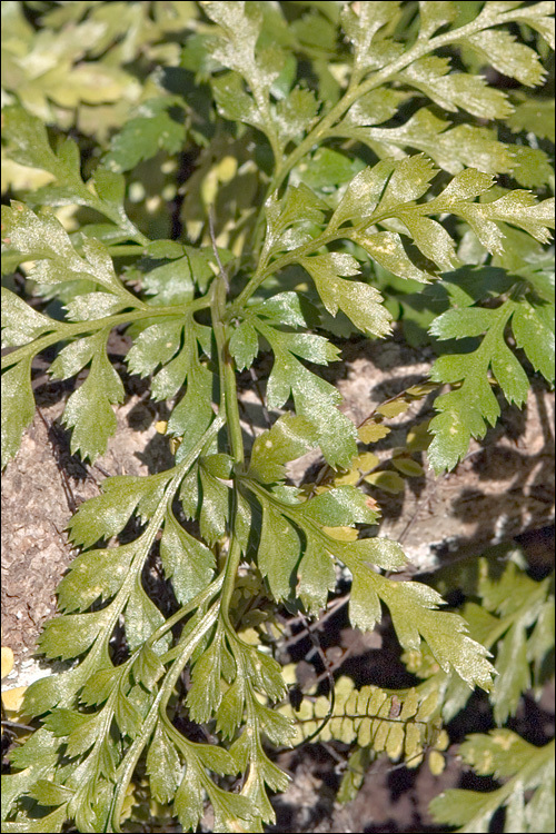 Imagem de Asplenium adiantum-nigrum L.