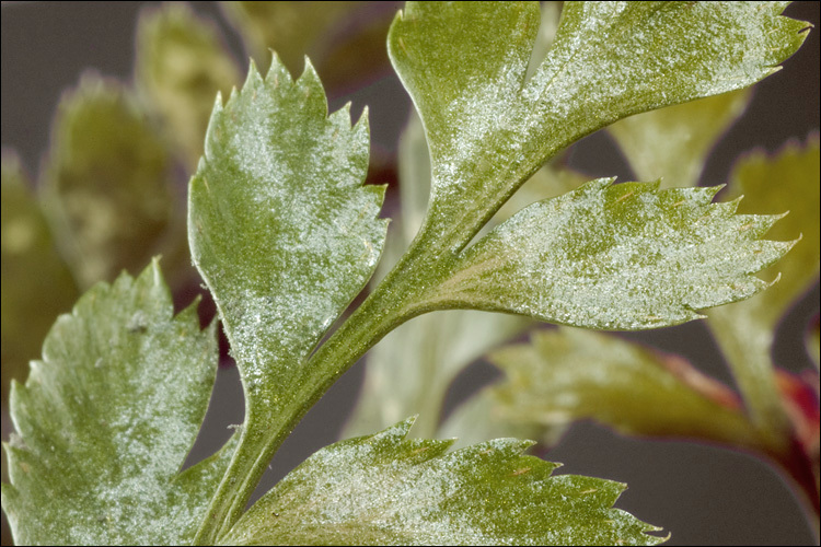 Imagem de Asplenium adiantum-nigrum L.