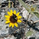 Image of Serpentine Sunflower
