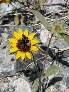 Image de Helianthus exilis Gray