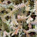 Image of Selaginella helvetica (L.) Spring