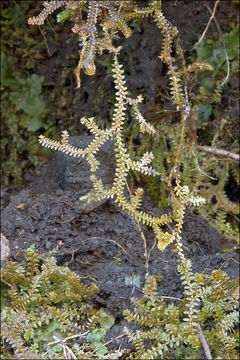 Image of Selaginella helvetica (L.) Spring