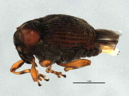 Image of Minute Seed Weevils