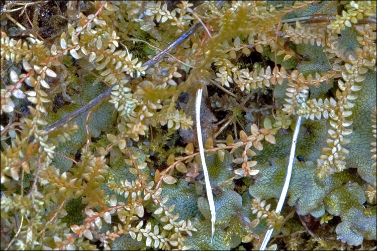 Image of Great Scented Liverwort