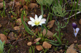 Image of Nevada lewisia