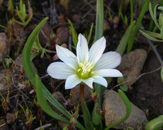 Image of Nevada lewisia