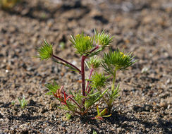 Image of Brewer's navarretia