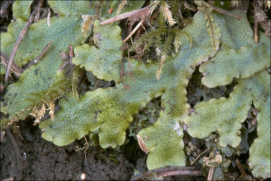 Image of Conocephalum conicum (L.) Dumort.