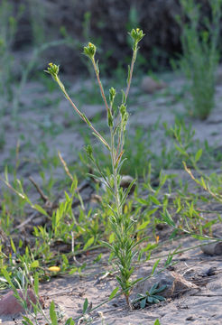 Image of mountain tarweed