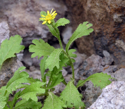 Image of Lake Tahoe serpentweed