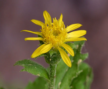 Image of Lake Tahoe serpentweed