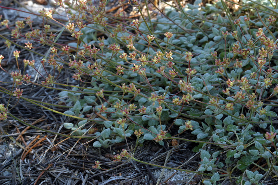 Imagem de Eriogonum marifolium A. Gray