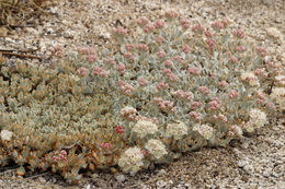 Imagem de Eriogonum ovalifolium var. nivale (Canby ex Coville) M. E. Jones