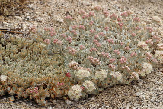 Image of cushion buckwheat