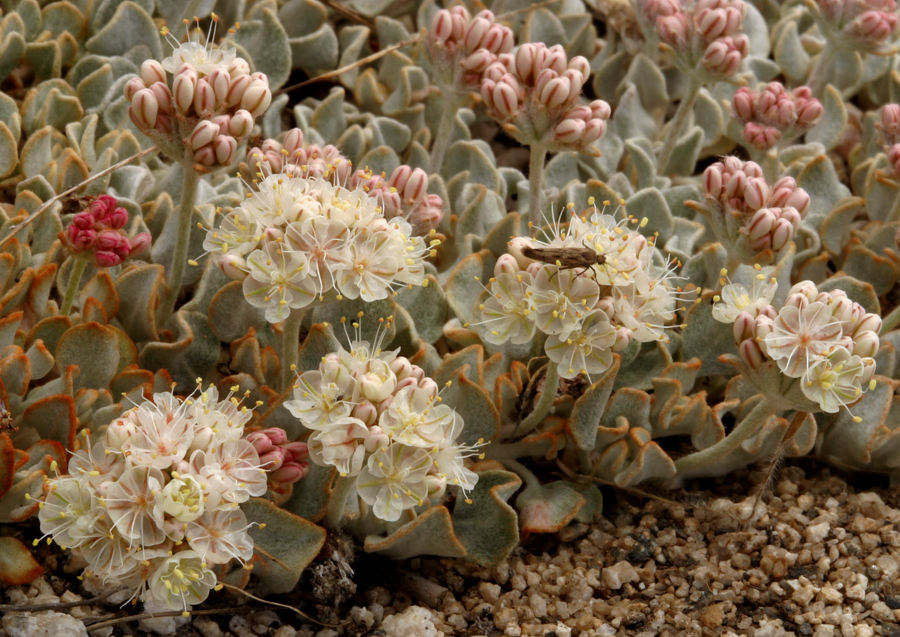 Imagem de Eriogonum ovalifolium var. nivale (Canby ex Coville) M. E. Jones