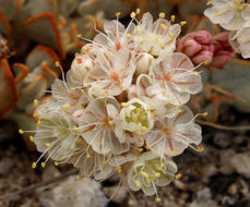 Imagem de Eriogonum ovalifolium var. nivale (Canby ex Coville) M. E. Jones