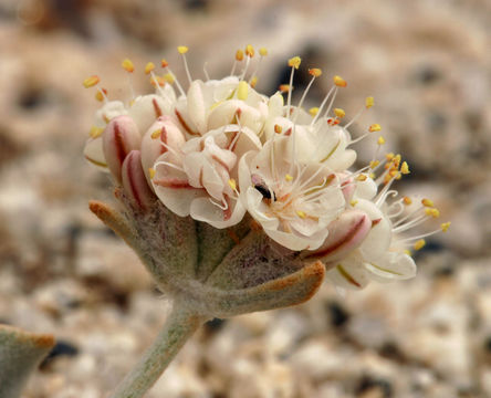 Image of cushion buckwheat