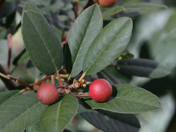 Image de Frangula californica (Eschsch.) A. Gray