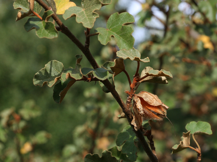 Image of California flannelbush