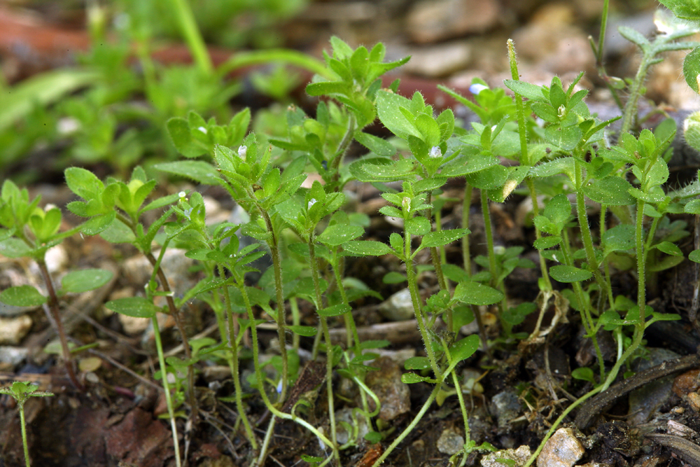 Image of common speedwell