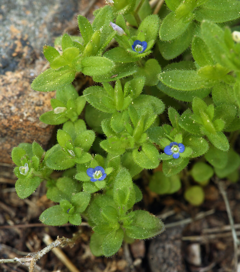 Image of common speedwell