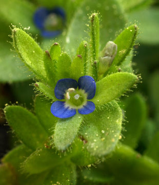 Image of common speedwell