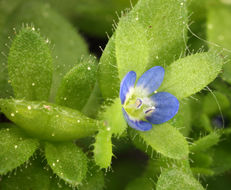 Image of common speedwell