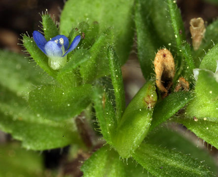 Image of common speedwell