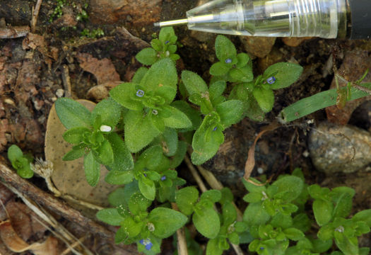 Image of common speedwell