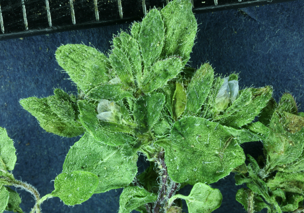 Image of common speedwell