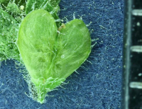 Image of common speedwell