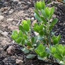 Imagem de Arctostaphylos nevadensis A. Gray