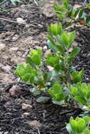 Слика од Arctostaphylos nevadensis A. Gray