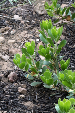 Imagem de Arctostaphylos nevadensis A. Gray