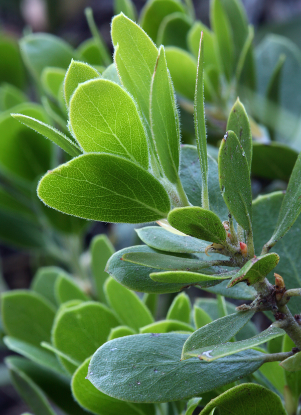 Слика од Arctostaphylos nevadensis A. Gray